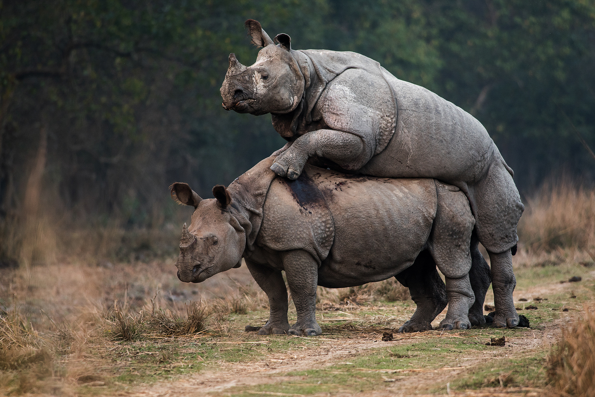 Rhino mating by Ashok Kumar Das.